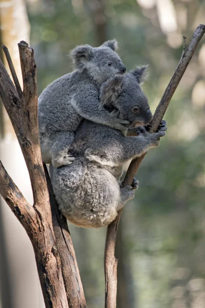 Anya Koala Már Joey Hátán Miközben Egy Hegymászó — Stock Fotó