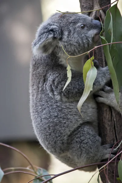 Joey Koala Está Subiendo Árbol — Foto de Stock