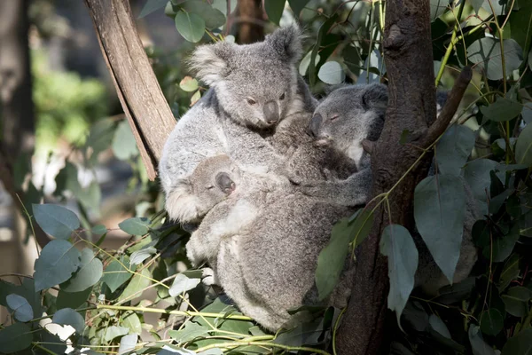 Les Joey Koalas Blottissent Dans Arbre — Photo
