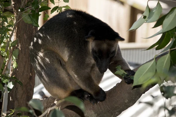 Lumholtz Tree Kangaroo Resting Tree — Stock Photo, Image