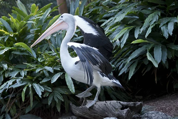 Pelicano Está Batendo Suas Asas Para Mantê Equilibrado — Fotografia de Stock