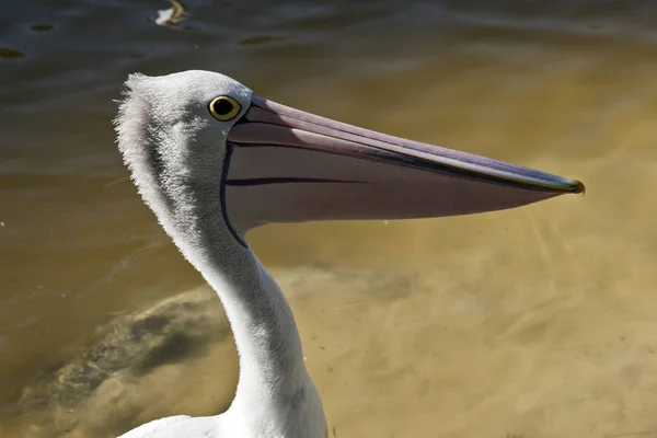 Questo Primo Piano Pellicano Australiano — Foto Stock