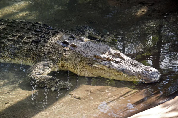 Egy Közeli Fel Egy Sós Vizű Krokodil — Stock Fotó