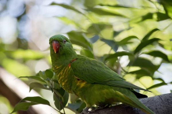 Lorikeet Breasted Escamoso Empoleirado Uma Árvore — Fotografia de Stock