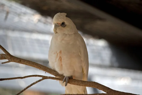 Short Beaked Corella Perched Branch — Stock Photo, Image