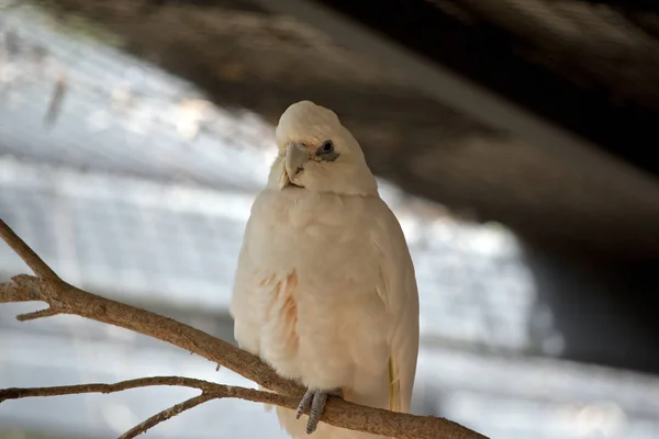 Corella Pico Corto Está Encaramada Una Rama — Foto de Stock