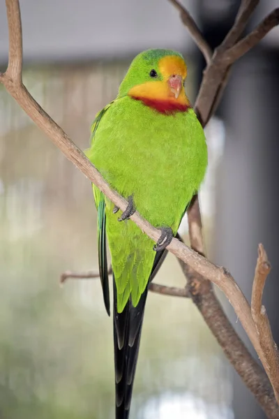 Loro Soberbio Macho Está Posado Sobre Una Ramita —  Fotos de Stock