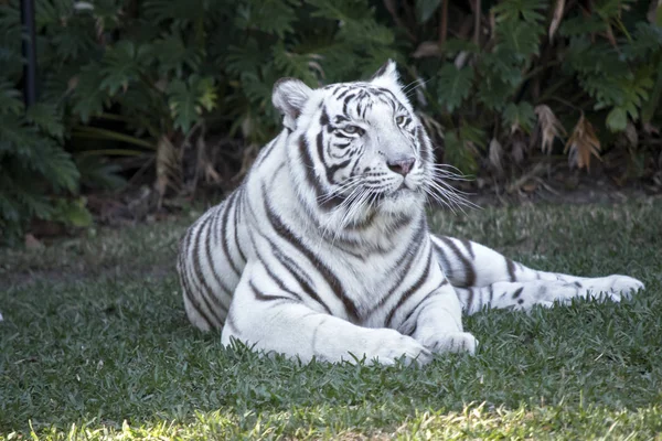 Tigre Blanco Descansa Sobre Hierba — Foto de Stock
