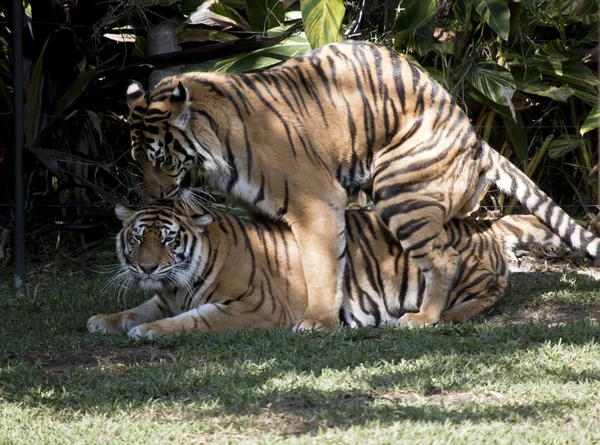 Tigres Estão Acasalando Grama — Fotografia de Stock