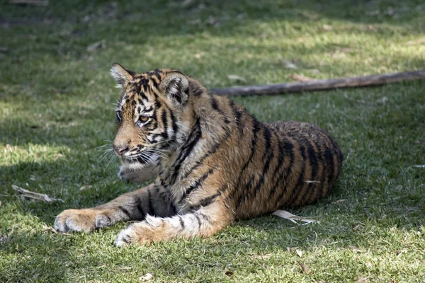 Cachorro Tigre Está Descansando Sobre Hierba — Foto de Stock