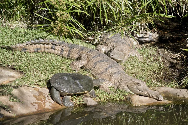 Schildkröte Und Süßwasserkrokodil Sonnen Sich Ufer Eines Teiches — Stockfoto