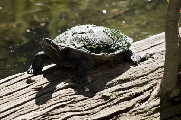 Turtle Sunning Himself Log — Stock Photo, Image