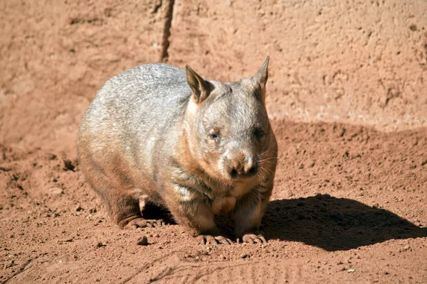 Chlupatý Nosem Wombat Roaming Červený Písek — Stock fotografie