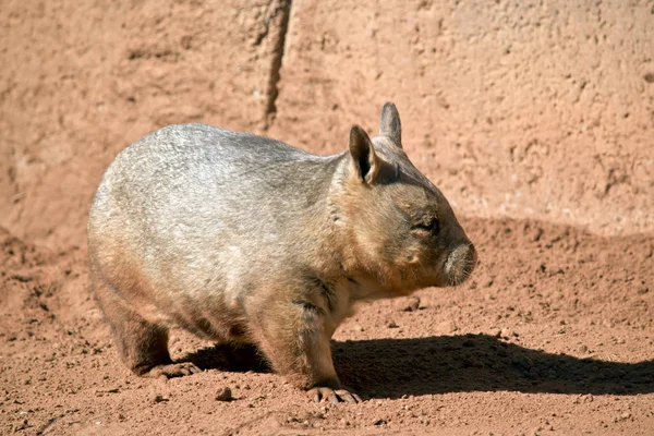 Boční Pohled Chlupaté Nosem Wombat — Stock fotografie