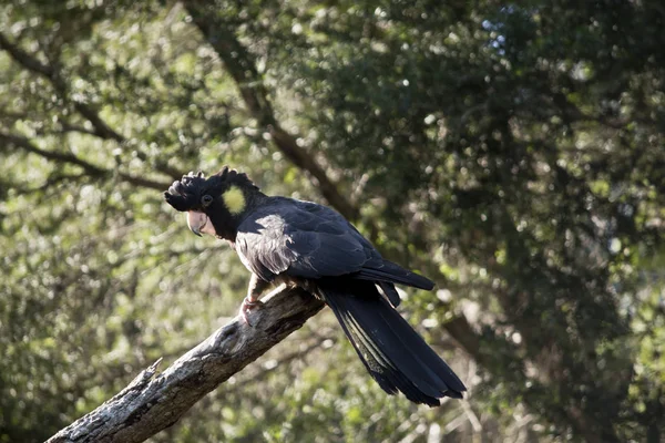 黄色的尾黑色鹦鹉栖息在一棵树上 — 图库照片
