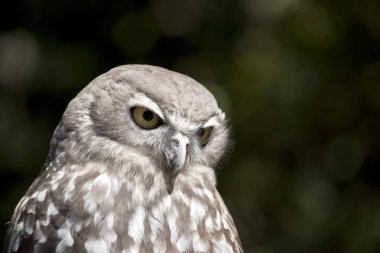 havlayan baykuş yakın bu