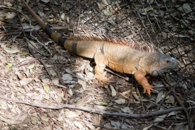 yeşil iguana bir çitin yanında saklanıyor