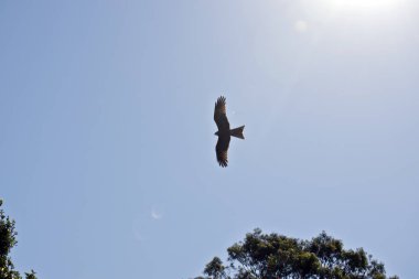siyah uçurtma yüksek gökyüzünde uçuyor