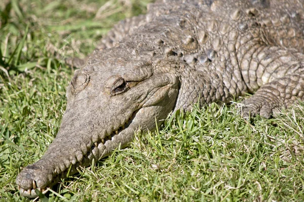 Detta Närbild Sötvatten Krokodil — Stockfoto