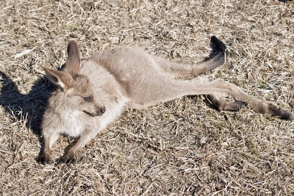 Oriente Gris Joey Está Descansando Sobre Heno — Foto de Stock