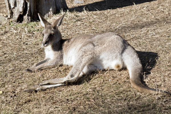 Восточная серая радость перестает питаться сеном
