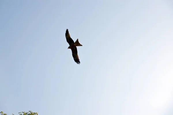 黒凧が空高くを飛んでいます — ストック写真
