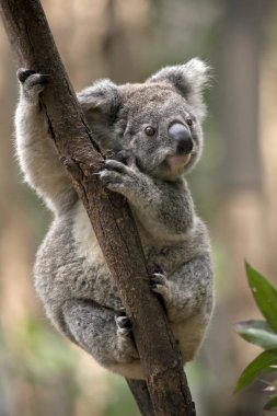 joey koala bir ağaca tırmanıyor
