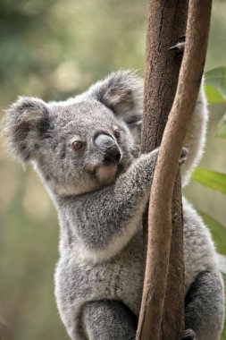 joey koala bir ağaca tırmanıyor