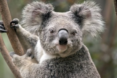 this is a close up of a joey koala clipart