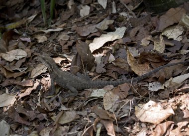 su ejderha yapraklarında gizlidir
