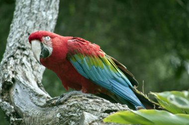 scarlet Amerika papağanı ağaca tünemiş