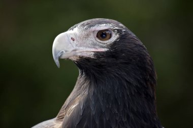 Bu bir kama kuyruklu kartalın yakın çekimi.
