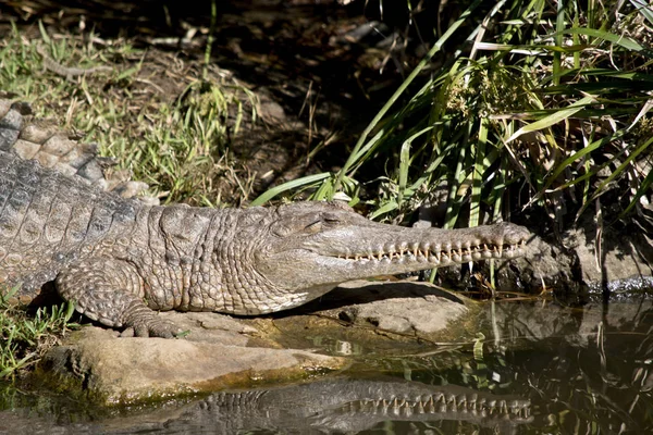 Detta Närbild Sötvatten Krokodil — Stockfoto