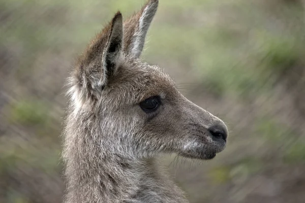 Este Primer Plano Canguro Gris Oriental — Foto de Stock