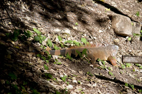 Iguana Verde Esconde Hierba — Foto de Stock