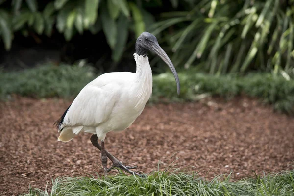 Ibis Blanco Camina Sobre Astillas Madera —  Fotos de Stock