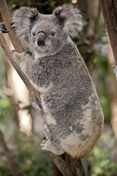 Jest Bliska Australijskiego Koala — Zdjęcie stockowe