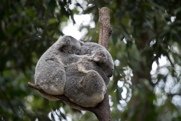 Der Fröhliche Koala Hält Seine Mütter Zurück — Stockfoto
