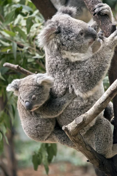 the koala is climbing up a tree with her joey on her bsack