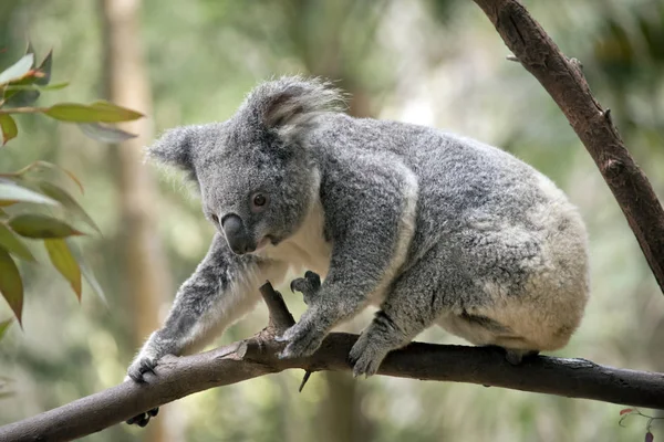 Joey Koala Está Caminando Sobre Una Rama Árbol —  Fotos de Stock