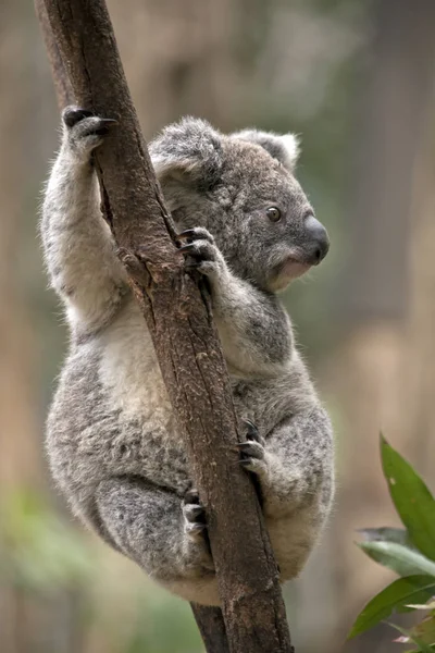 Joey Koala Jest Wspinaczka Drzewa — Zdjęcie stockowe