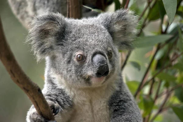 Dit Een Afsluiting Van Een Koala Joey — Stockfoto
