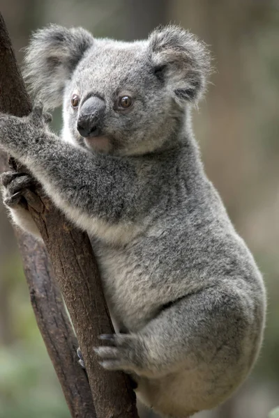 Joey Koala Está Subiendo Árbol —  Fotos de Stock