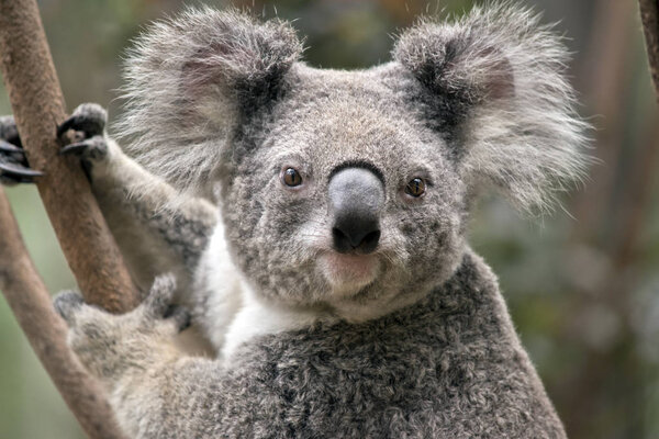 this is a close up of a joey koala