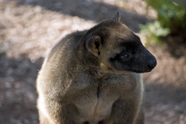 Detta Närbild Lumholtz Träd Kangaroo — Stockfoto