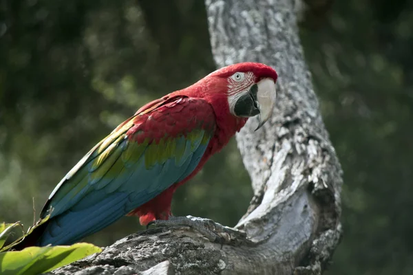 Scarlet Papoušek Posazený Stromě — Stock fotografie