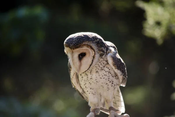 仮面フクロウが木の枝に立っています — ストック写真