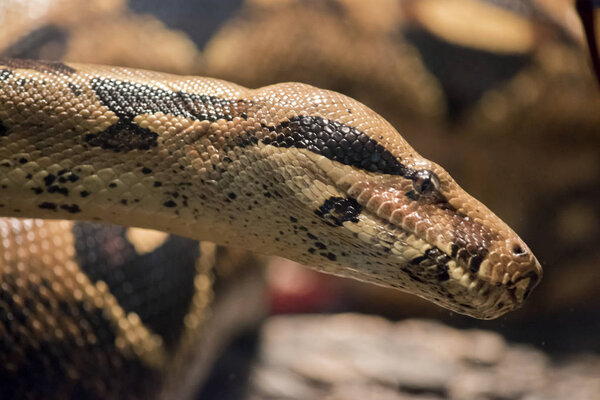 Это крупный план боа-констрикса.
