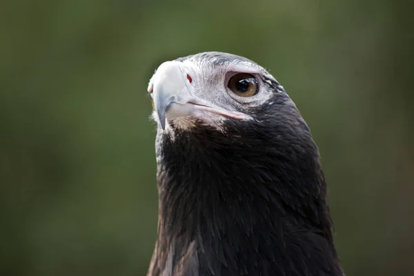 Dit Een Close Van Een Zeearend — Stockfoto