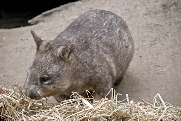 Wombat Nariz Peluda Está Comiendo Paja — Foto de Stock